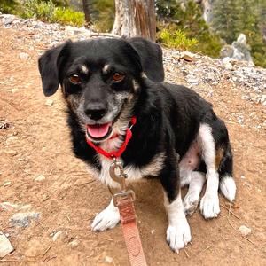 Beans, Chihuahua, adult, available for adoption