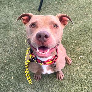 A happy brown dog with a red and yellow collar, sitting on green grass and looking up at the camera.