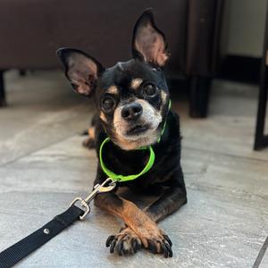 Boba, Chihuahua, Short Coat, senior, available for adoption
