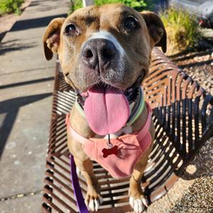 Angel 53856, Terrier, Pit Bull, adult, available for adoption