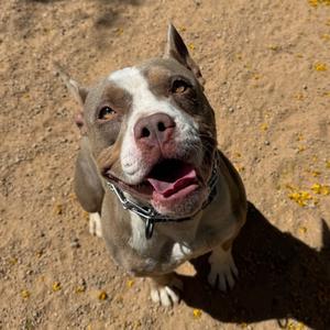 Gaucho, Bulldog, adult, available for adoption