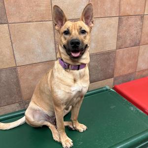 Challah, Shepherd, adult, available for adoption