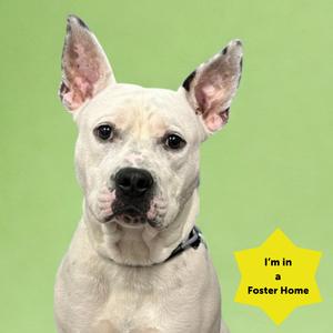 A white dog with perked ears and a black nose, wearing a collar, against a green background. A yellow star-shaped graphic in the bottom right corner reads "I'm in a Foster Home".