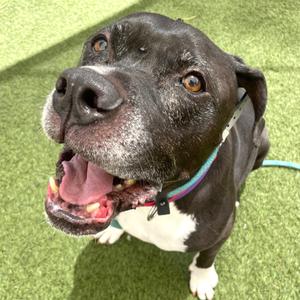 Cow Lick, Terrier, American Pit Bull, senior, available for adoption
