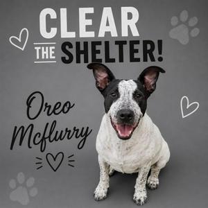 OREO MCFLURRY, Australian Cattle Dog / Blue Heeler / Mixed Breed, young, available for adoption