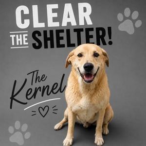 THE KERNEL, Labrador Retriever, adult, available for adoption