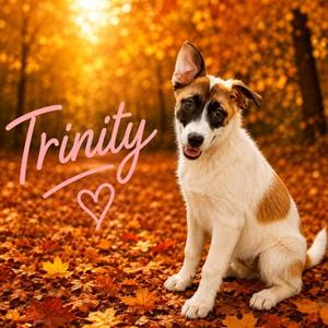 TRINITY, German Shepherd Dog / Mixed Breed, young, available for adoption