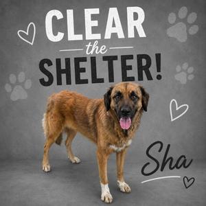SHA, Saint Bernard / Mixed Breed, adult, available for adoption