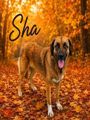 SHA, Saint Bernard / Mixed Breed, adult, available for adoption