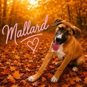 MALLARD, German Shepherd Dog / Mixed Breed, young, available for adoption