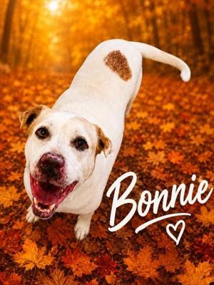 BONNIE, Pit Bull Terrier, adult, available for adoption
