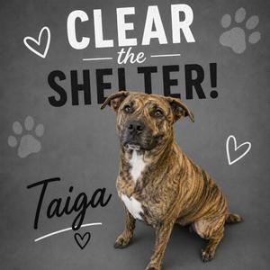 TAIGA, Plott Hound / Mixed Breed, adult, available for adoption