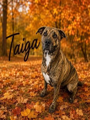 TAIGA, Plott Hound / Mixed Breed, adult, available for adoption