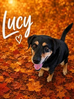 LUCY, Rottweiler / Mixed Breed, adult, available for adoption