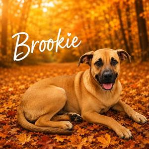 BROOKIE, Black Mouth Cur, young, available for adoption