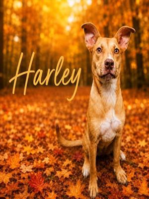 HARLEY, Pit Bull Terrier / Mixed Breed, young, available for adoption