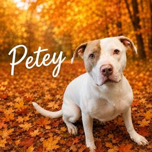 PETEY, American Staffordshire Terrier, young, available for adoption
