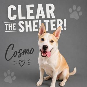 COSMO, Australian Cattle Dog / Blue Heeler / Mixed Breed, adult, available for adoption