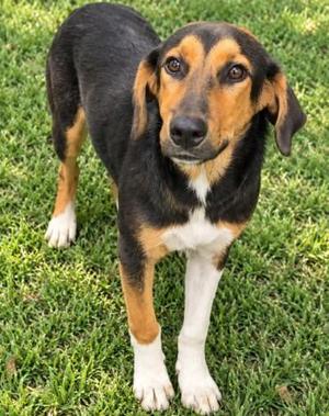 SOCKS, Black and Tan Coonhound, young, available for adoption