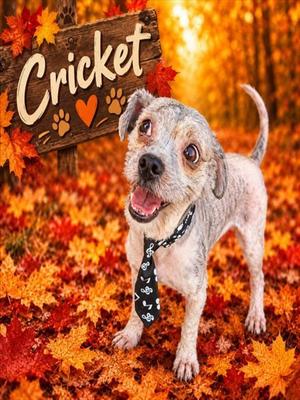 CRICKET, Maltese / Mixed Breed, adult, available for adoption