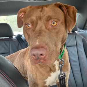 Thomas, Pit Bull Terrier, young, available for adoption