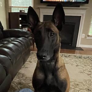 Zora, Belgian Shepherd / Malinois, adult, available for adoption