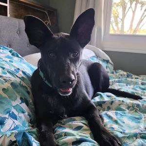 Alexis, Cattle Dog, Australian (Blue Heeler), puppy, available for adoption