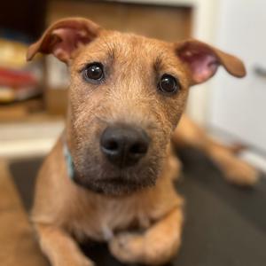Billie, Terrier, young, available for adoption