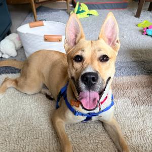 Cleopatra, Carolina Dog, adult, available for adoption