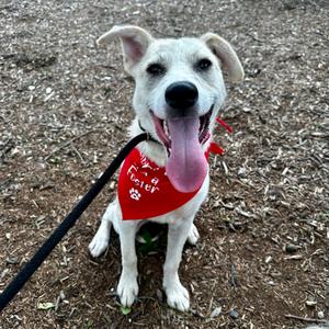 Flora, Husky, young, available for adoption