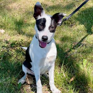 Rolland, Cattle Dog, Australian (Blue Heeler), puppy, available for adoption