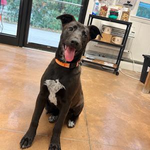 Nancy, Shepherd, puppy, available for adoption