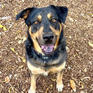 Stevie, Catahoula Leopard Dog, adult, available for adoption