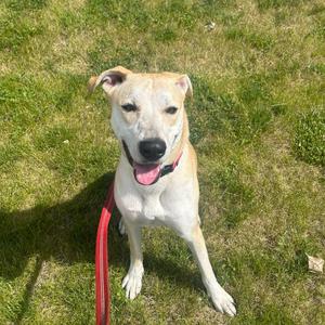 Macy, Whippet, young, available for adoption