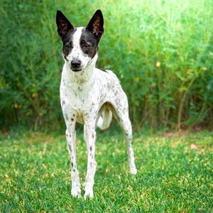 Bindi Sue, Cattle Dog, adult, available for adoption