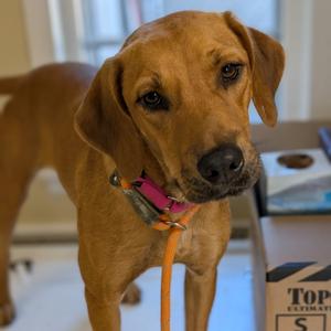 Jill, Retriever, Labrador, young, available for adoption