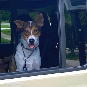 A dog with a white and brown coat is sitting in the back seat of a car, looking out the window. The dog has a chain collar with a blue tag. The background shows a green lawn and trees.