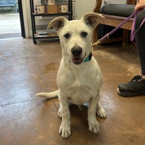 Norman, Shepherd, puppy, available for adoption