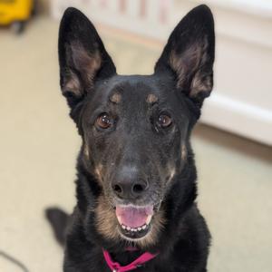 Hazel, Shepherd, German, senior, available for adoption