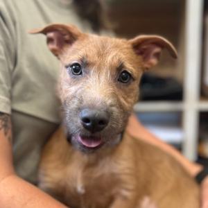 Emily, Terrier, young, available for adoption
