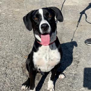 Ham, Mixed Breed (Medium), young, available for adoption