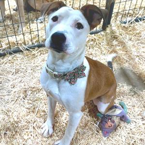A brown and white dog with a floral collar sitting on hay.