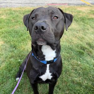Rex, Terrier, American Pit Bull, young, available for adoption