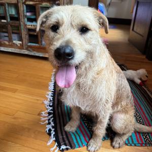 Rollo, Terrier, adult, available for adoption