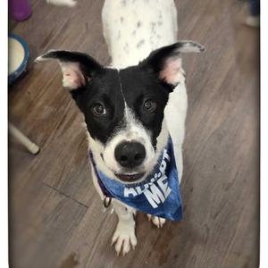 Johnny, Cattle Dog, Australian (Blue Heeler), puppy, available for adoption