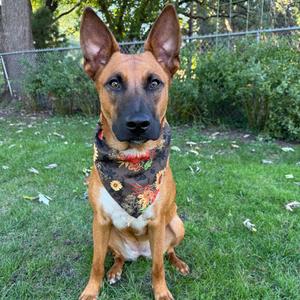 A brown and black dog sitting on grass, wearing a bandana with a floral pattern.
