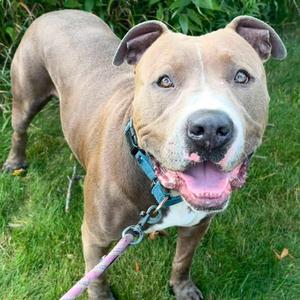 Dexter, Terrier, American Pit Bull, adult, available for adoption