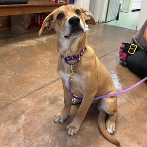 Noelle, Shepherd, puppy, available for adoption