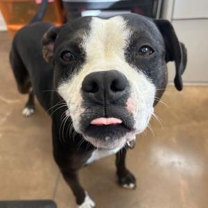Modesta, Terrier, American Pit Bull, young, available for adoption