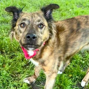 Maggie, Mixed Breed (Medium), adult, available for adoption